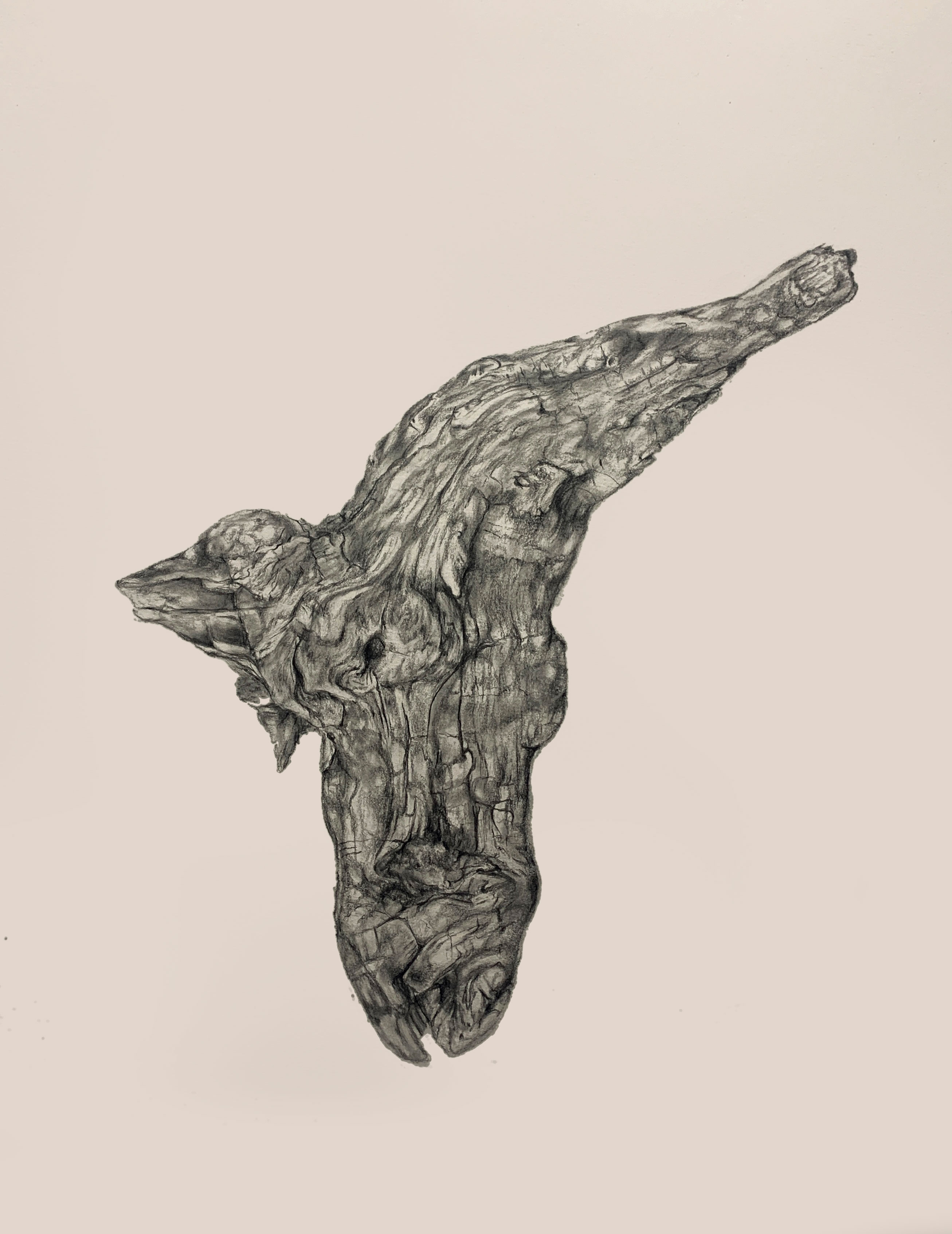 Unified Fields - Drawings - 'Embryonic Forms' Series - 8